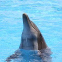 Marineland - Dauphins - 013